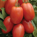 Roma Tomato Seeds - Heirloom Non-GMO Variety - Perfect for Home Gardening - Solanum lycopersicum