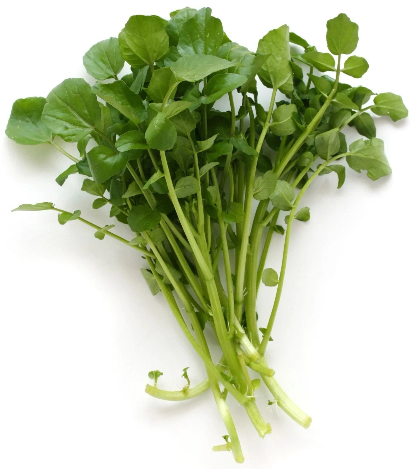 Upland Cress Seeds - 100 Count - Fresh Peppery Flavor - Lepidium sativum