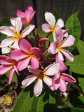 Plumeria Cutting 8-12" Fresh Frangipani Plant Cutting (Plumeria spp.)