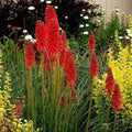 25 Hot Poker Seeds - Bright Red Torch Lily Flowers - Kniphofia uvaria - Perennial Plant Seeds
