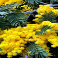 Golden Mimosa Tree Seeds - 20 Pack - Acacia baileyana - Yellow Wattle Flower - Fast Growing
