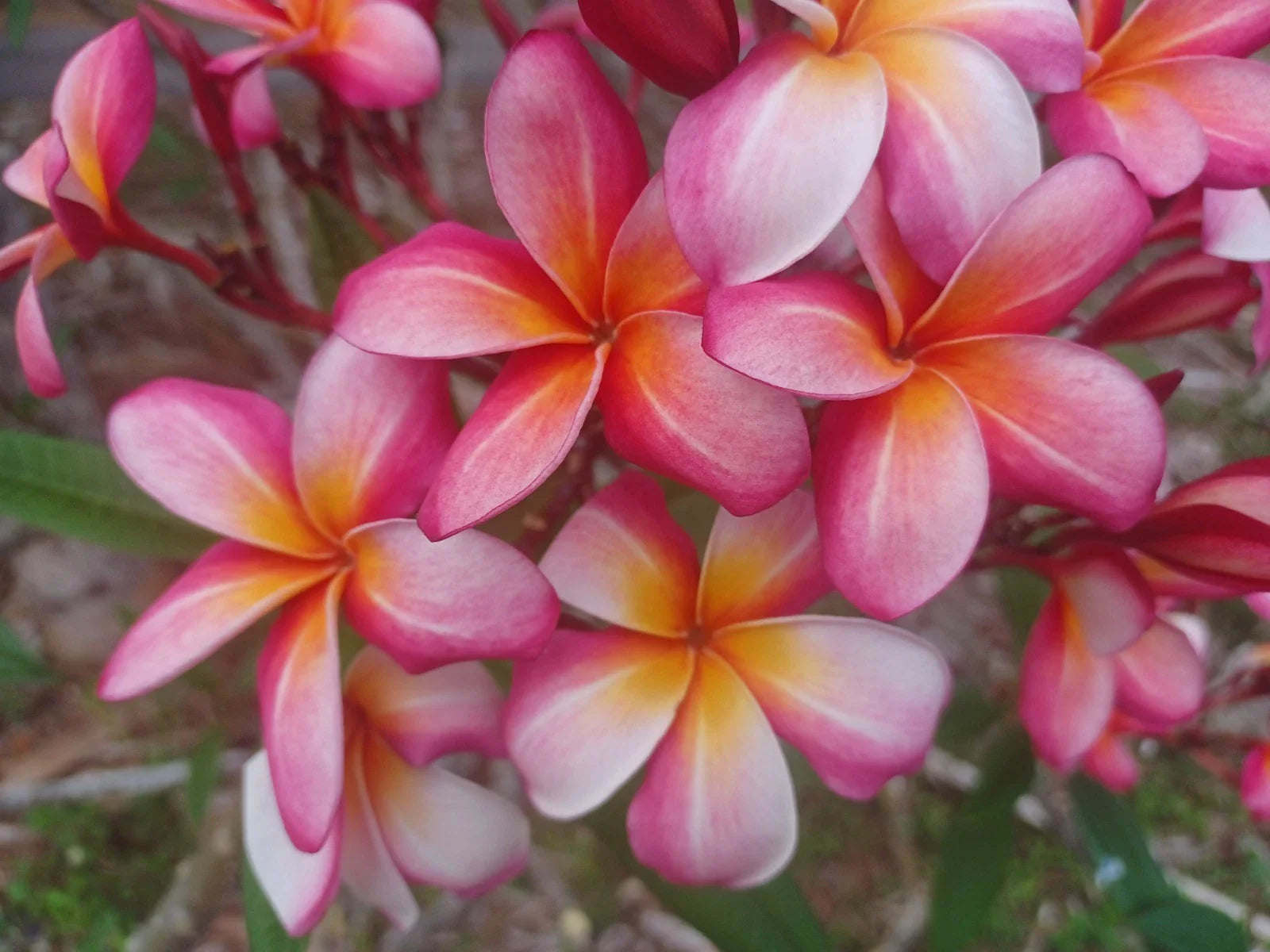 Plumeria Cuttings 8-10" Single Tip - Colorful Frangipani Variety - Plumeria spp.