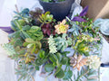 Succulent Cuttings 11 Pack Fresh Colorful Variety Echeveria, Sedum, & More