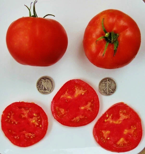 Delicious World Record Holder Seeds - 40 Fresh Seeds - Premium Quality for Gardening - Great for Planting and Growing