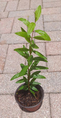 Pomegranate Live Tree in Pot - Large Pink Fruits, 15" Trunk Height - Punica granatum