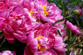 Pink Peony Rooted Plant - Rare & Beautiful - Strong 3+ Years - Paeonia spp.