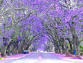 Purple Jacaranda Seeds, 40 Count, Fast Growing Flowering Tree, Jacaranda mimosifolia