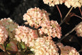 Live Plant - 6-8" in Pink Kerns Viburnum - Viburnum plicatum f. plicatum 'Pink Sensation' - Bare Root Snowball Blooms