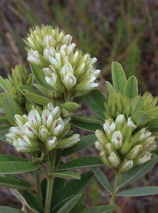 Round Headed Bush Clover Seeds (50 Seeds) - Lespedeza capitata, Drought-Tolerant, Native Plant, Wildlife Friendly