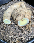Black Turmeric Planting Roots - Two Roots - Curcuma longa - Organic Rhizomes for Home Garden