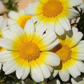 Garland Daisy Flower Seeds 100 Count - Vibrant Bicolor Garden Flowers (Bellis perennis)