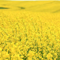 Dwarf Essex Forage Rape Seed - Brassica for Food Plots & Cover Crops - High-Yielding, Nutrient-Rich, Easy to Grow
