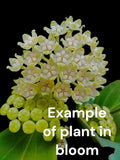 Hoya Pachyclada Rooted Plant in 4" Pot - Star-Shaped Sweetly Scented Flowers, Easy Care Houseplant