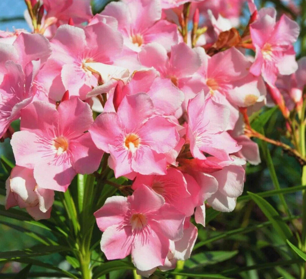 Oleander Live Cuttings 6" Pink Shrub Nerium Oleander 7 Pack Broadleaf Evergreen Drought-Tolerant Climbing Plant