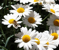 Oxeye Daisy Seeds - 200+ Pack - Leucanthemum Vulgare - Ideal for Garden - USA Grown