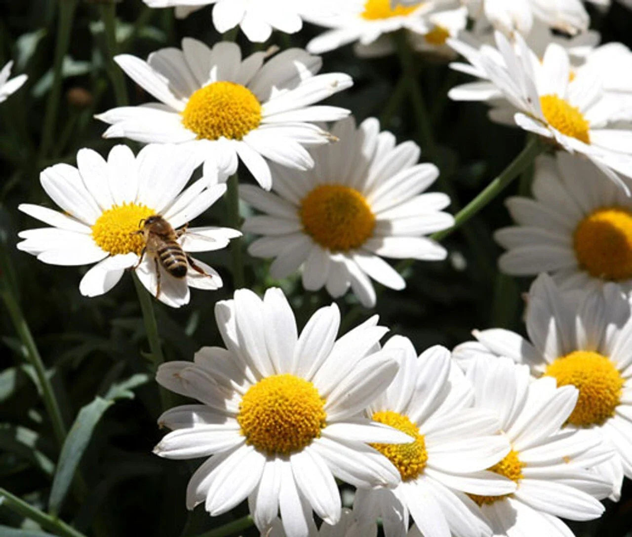 Oxeye Daisy Seeds - 200+ Pack - Leucanthemum Vulgare - Ideal for Garden - USA Grown