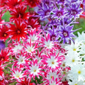 Phlox Seeds - Twinkle Mix - Flower Seeds - Free Shipping - Seed Store - 1237