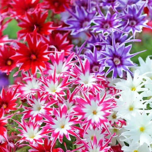 Phlox Seeds - Twinkle Mix - Flower Seeds - Free Shipping - Seed Store - 1237