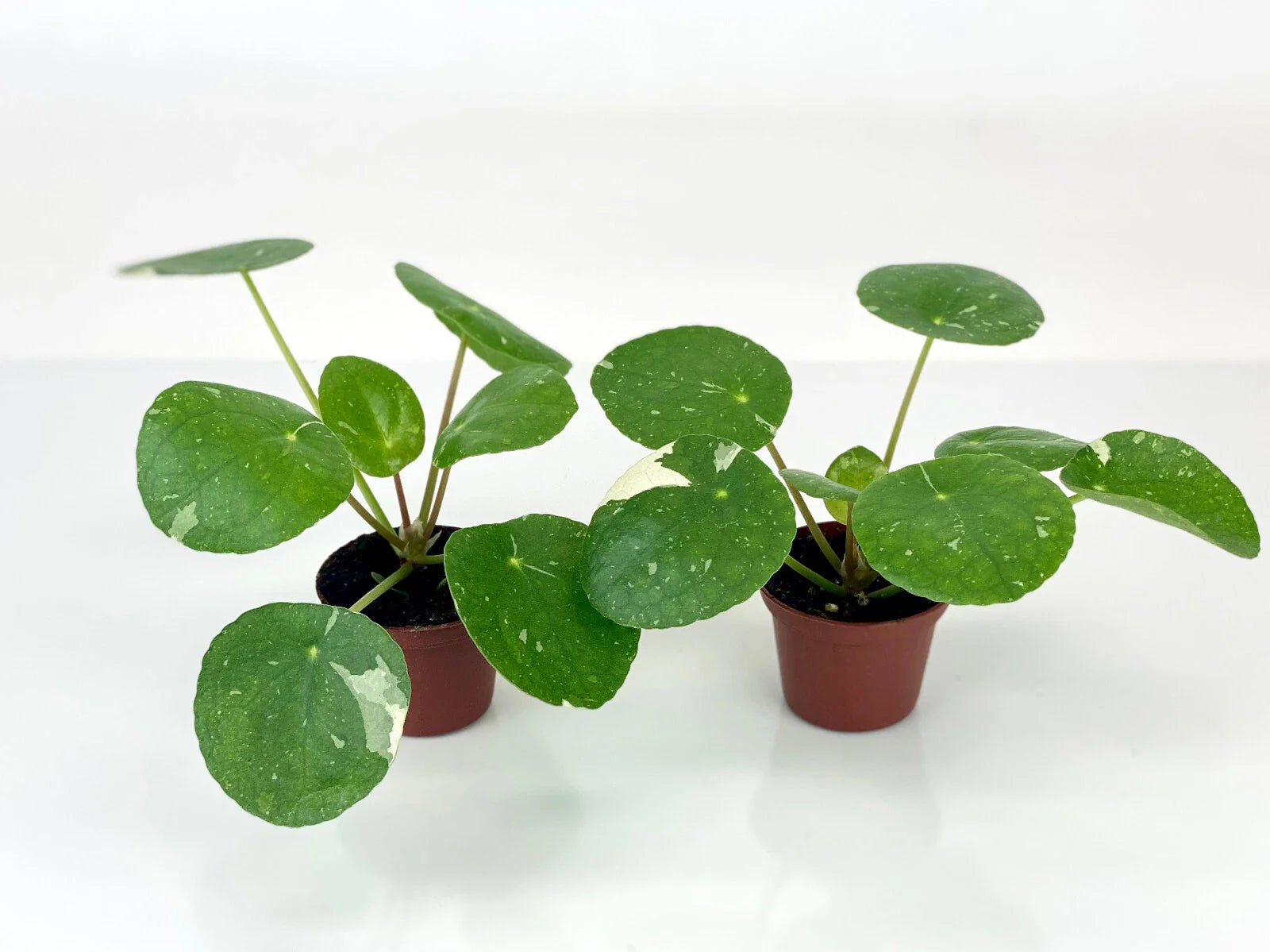 Variegated Pilea Plants - 2" Pots - 'White Splash' - Pilea peperomioides Starter Plants