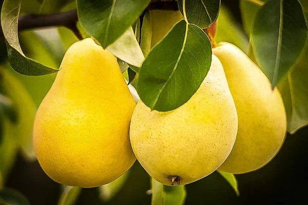 Kieffer Pear Tree Seeds 5+1 Free - Hardy, Juicy, Sweet Fruit, Pyrus Hybrid, Self-Pollinating, Disease-Resistant, Ideal for Warm Climates