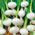 Crystal White Wax Onion Seeds 200+ Non-GMO Vegetable Garden Seeds Allium cepa, USA, Free Shipping