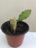 Rooted White Dragon Fruit Plant Cutting 6” with Pot - Pitaya Cactus (Hylocereus undatus)