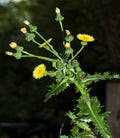 Prickly Sow-Thistle Seeds - 75 Organic Heirloom Seeds (Sonchus asper) - Medicinal Herb for Natural Remedies