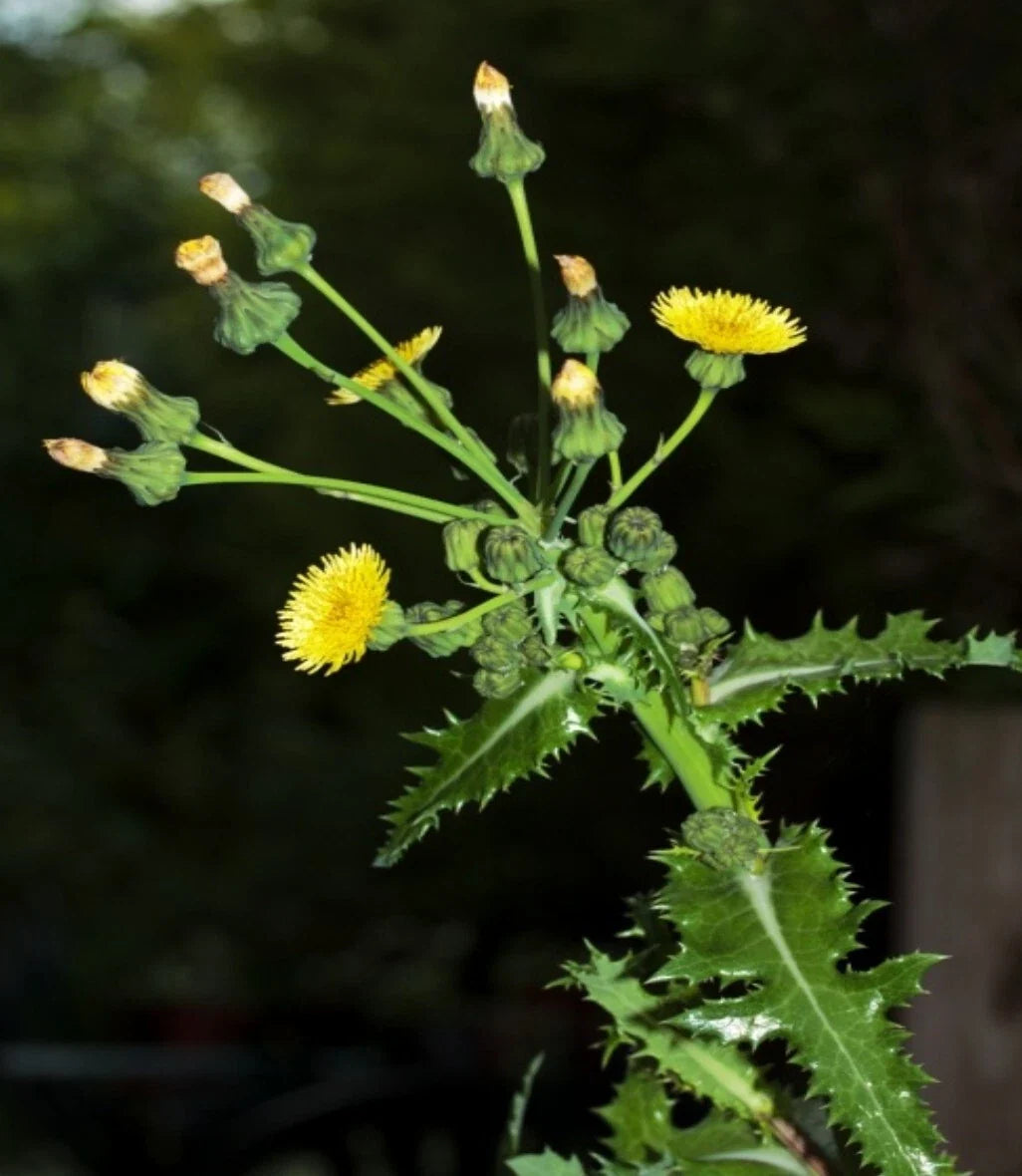 Prickly Sow-Thistle Seeds - 75 Organic Heirloom Seeds (Sonchus asper) - Medicinal Herb for Natural Remedies