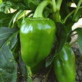 Fresh Sweet Pimento Pepper Seeds - 25 Premium Choice Seeds - Capsicum annuum