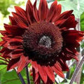 Sunflower Seeds, 100 Seeds, Red Sun Variety, Bright Red Blooms, Helianthus annuus