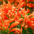 Live Orange Trumpet Vine Starter Plants Set of 2 - Bare Root - Campsis radicans - 8-16" Tall