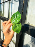 Philodendron Variegated Heartleaf Cuttings - 2 Rooted Cuttings - Philodendron Hederaceum Variegatum