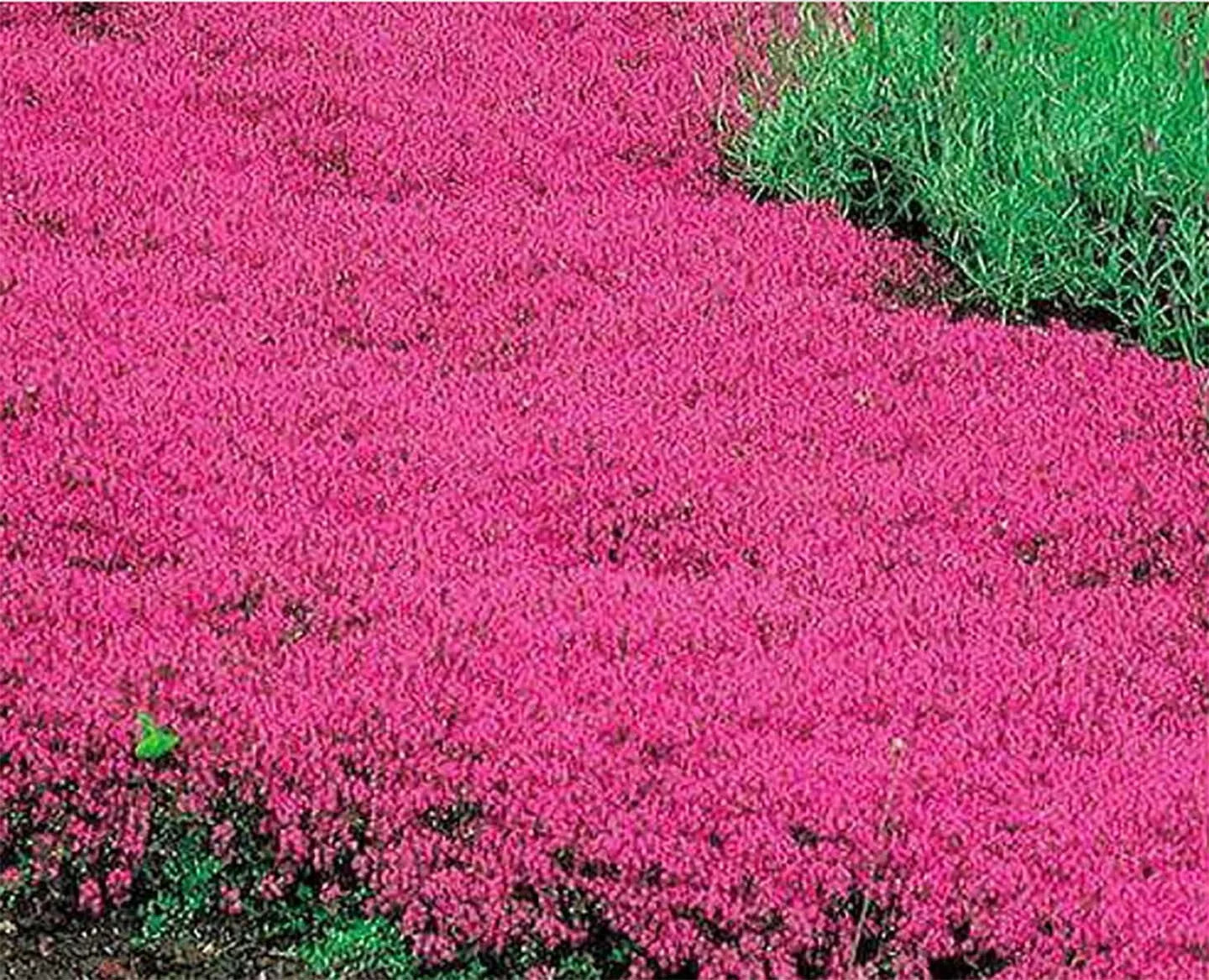 Creeping Thyme Seeds - Red Groundcover Perennial Herb - Fragrant Non-GMO - 300 Seeds - Thymus serpyllum