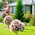 Pink Melaleuca Tea Tree Oil Seeds - 50+ Seeds, Showy Honey Myrtle Shrub, Pom Pom Flowers, Melaleuca alternifolia