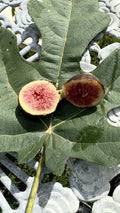 Brown Turkey Fig Cuttings 8 Pack - Ficus carica - Organic Fruit Tree Cuttings for Home Garden