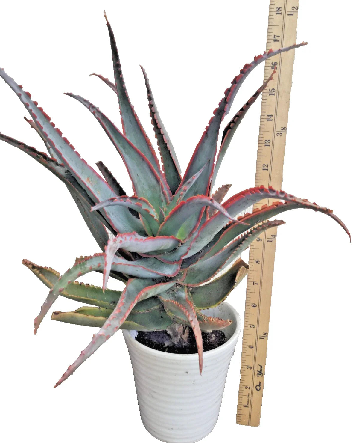 Rooted Aloe Plant 18 in Tall, Blue Sky Hybrid, Striking Orange Teeth, Rare Variety, Unique Succulent