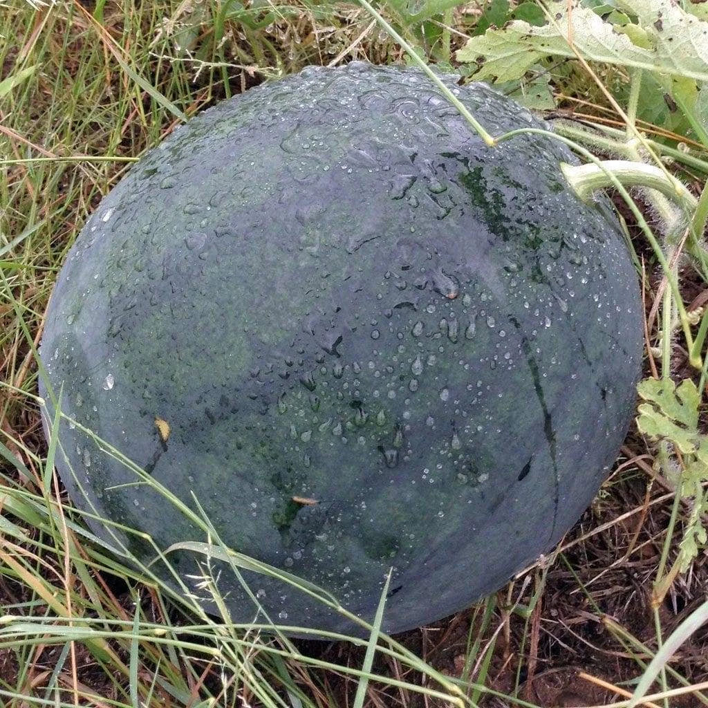 Florida Giant Watermelon Seeds, Jubilee Variety, NON-GMO, Huge 35-50 lbs, Citrullus lanatus