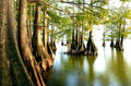 Swamp Cypress Seeds for Planting | 10 Seeds | Taxodium distichum var. imbricarium | Drought-Resistant Tree Seeds