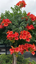 Trumpet Vine Seedlings 5-Pack Southern Alabama Campsis radicans Live Plants Hummingbird Butterfly Attractant