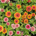 Swizzle Mix Zinnia Seeds - 100+ Pack for Garden Planting - Colorful Annual Flowers (Zinnia elegans) - USA