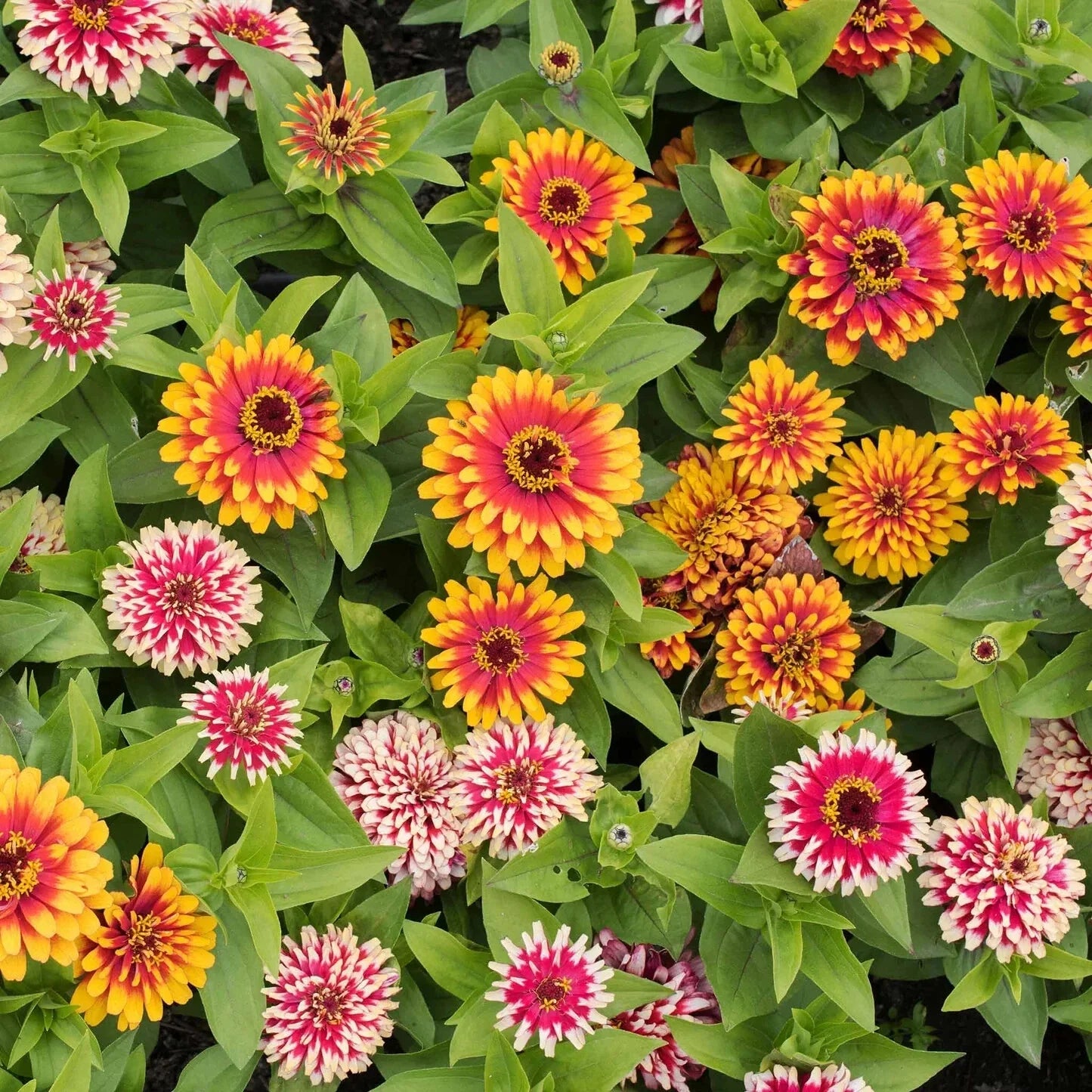 Swizzle Mix Zinnia Seeds - 100+ Pack for Garden Planting - Colorful Annual Flowers (Zinnia elegans) - USA
