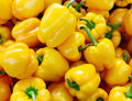 Organic California Wonder Bell Pepper Seeds - 50+ Fresh Seeds for Garden - Capsicum annuum