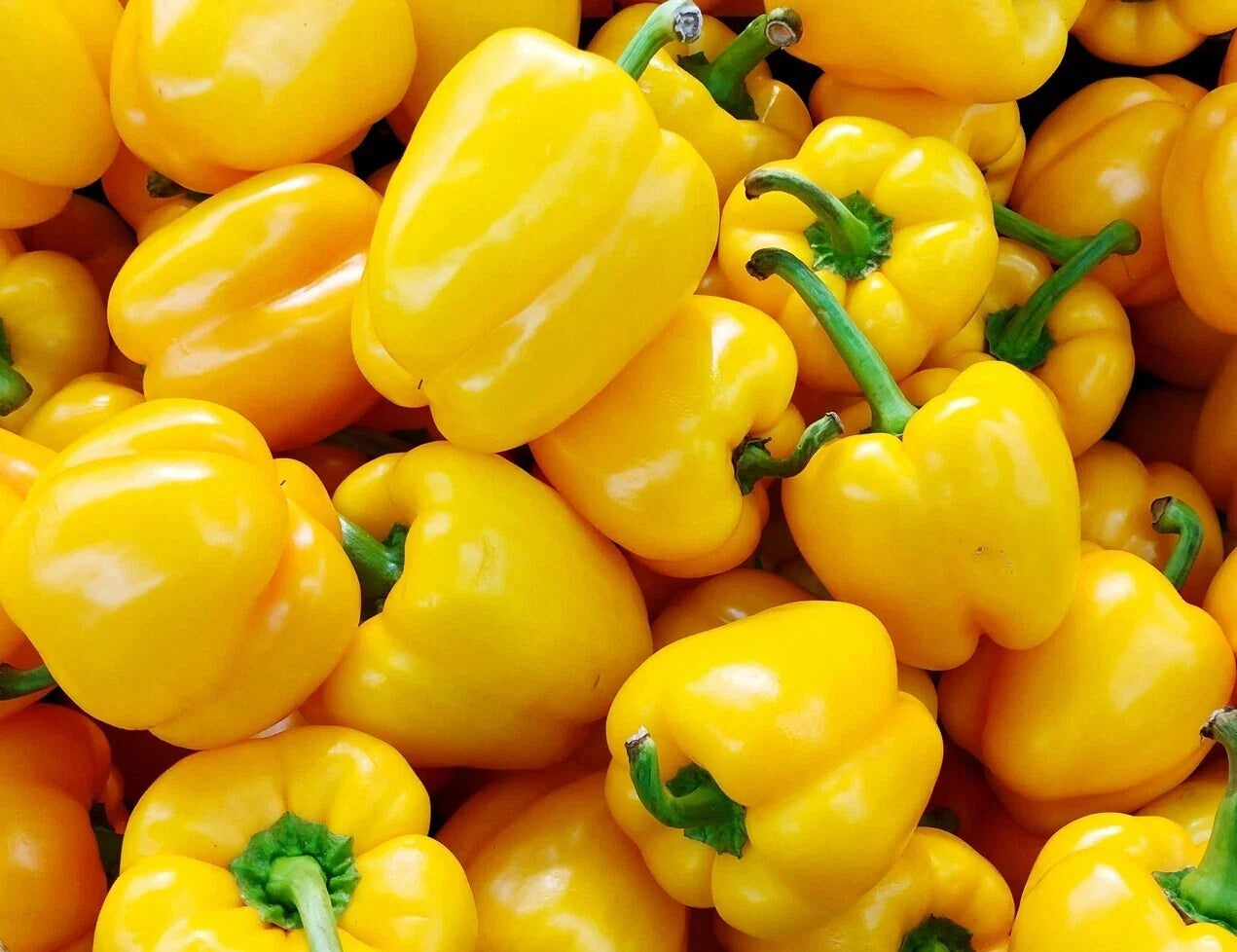 Organic California Wonder Bell Pepper Seeds - 50+ Fresh Seeds for Garden - Capsicum annuum