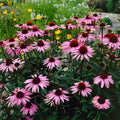 Purple Coneflower Seeds - 200 Organic Echinacea Seeds - USA Grown - Free Shipping
