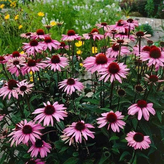 Purple Coneflower Seeds - 200 Organic Echinacea Seeds - USA Grown - Free Shipping