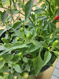 Wild Chile Pequin Seeds 25 Count, Chiltepin, Chile del Monte, Mountain Chili, Capsicum annuum