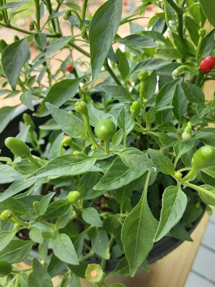Wild Chile Pequin Seeds 25 Count, Chiltepin, Chile del Monte, Mountain Chili, Capsicum annuum