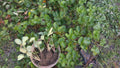 Strawberry Plants 5-Pack Extra Large Sweet Ozark Roots High Yield Berries