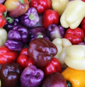 Bell Pepper Seeds Mix - 50+ Varieties in Red, Purple, Green, White, Yellow, Chocolate - Garden Veggies