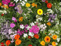 Fragrant Garden Mix Wildflower Seeds - Fresh Seed Variety for Vibrant Blooms - Non-GMO Wildflower Seeds